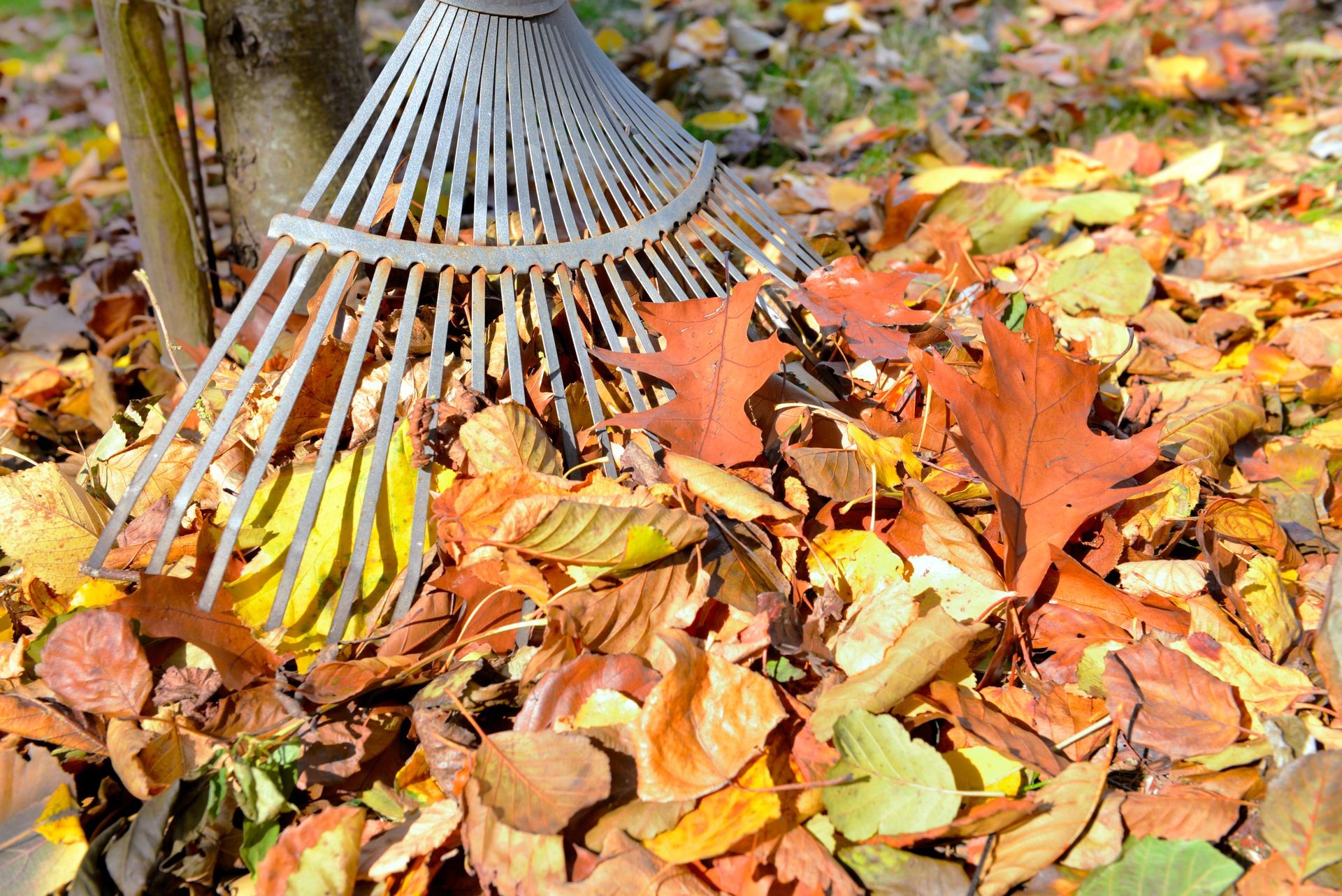 close on  a rake and leaves on a garden